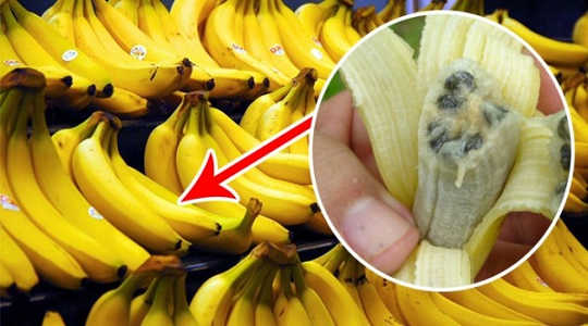 A Fungi Could Wipe Out Bananas In 5 To 10 Years