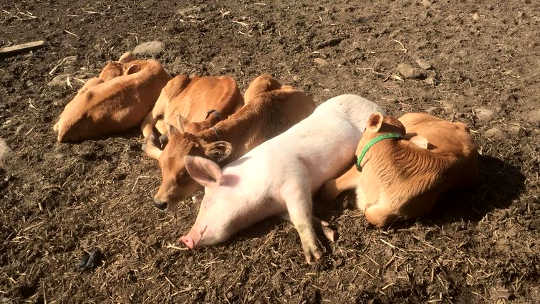 Rosie the anxious pig likes to sleep with bobby calves at Sugarshine animal sanctuary.