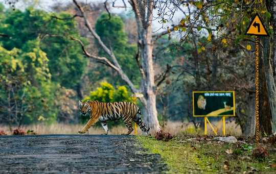 Tragic Tale Of A Man Eating Tigress Tells Us So Much About The Climate Crisis