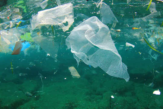 Film plastics cause the most deaths in cetaceans and sea turtles.