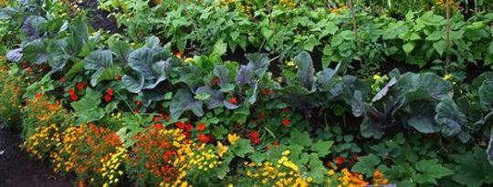 In Partnership with the Earth: ?Biodynamic Gardening