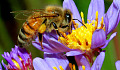 Could Scientists Breed More Resilient Honey Bees?